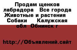 Продам щенков лабрадора - Все города Животные и растения » Собаки   . Калужская обл.,Обнинск г.